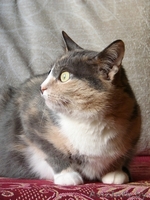 Кошка Алиса ищет семью - Изображение #4, Объявление #1070991