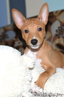 СРОЧНО!!!!! Продаются щенки БАСЕНДЖИ.  - Изображение #2, Объявление #1081887