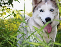 Голубоглазые щенки Сибирский хаски - Изображение #1, Объявление #1073416