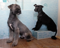 Тори и Бруно – собаки-неразлучники ищут дом!  - Изображение #1, Объявление #1081497