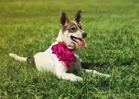 Щенок - полулаечка в ДАР!!! - Изображение #3, Объявление #1077945