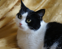 Ефросинья - кошечка компаньонка - Изображение #2, Объявление #1073534