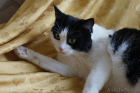 Ефросинья - кошечка компаньонка - Изображение #3, Объявление #1073534