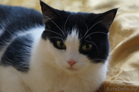 Ефросинья - кошечка компаньонка - Изображение #4, Объявление #1073534