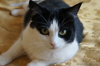 Ефросинья - кошечка компаньонка - Изображение #6, Объявление #1073534