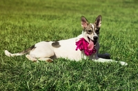 Щенок - полулаечка в ДАР!!! - Изображение #1, Объявление #1077945