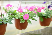 Рассада петунии, сурфинии, бегонии, гацании, пеларгонии, вербены, гвоздики и др. - Изображение #3, Объявление #1067968