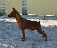 Щенки цвергпинчера (карликового пинчера) - Изображение #2, Объявление #1075734