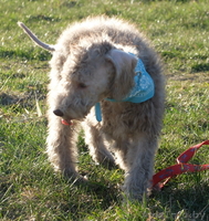 Очаровательные щенки Бедлингтон-терьера в заботливые руки - Изображение #4, Объявление #1071711