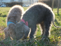 Очаровательные щенки Бедлингтон-терьера в заботливые руки - Изображение #2, Объявление #1071711