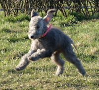 Очаровательные щенки Бедлингтон-терьера в заботливые руки - Изображение #3, Объявление #1071711