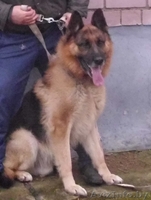 продам щенков восточно-европейской овчарки - Изображение #2, Объявление #1070883