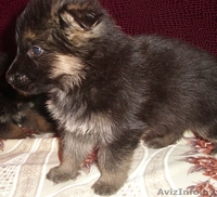 продам щенков восточно-европейской овчарки - Изображение #1, Объявление #1070883