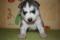 Голубоглазые щенки Сибирский хаски - Изображение #2, Объявление #1073416