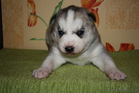 Голубоглазые щенки Сибирский хаски - Изображение #3, Объявление #1073416