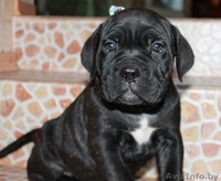 кане корсо - внуки двукратного Чемпиона Мира - Изображение #3, Объявление #1072496