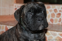 кане корсо - внуки двукратного Чемпиона Мира - Изображение #1, Объявление #1072496