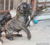 кане корсо - внуки двукратного Чемпиона Мира - Изображение #5, Объявление #1072496