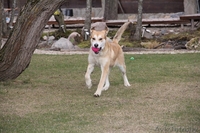 Самая лучшая собака в дар - Изображение #3, Объявление #1069999