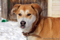 Самая лучшая собака в дар - Изображение #1, Объявление #1069999