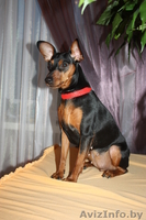 Щенки цвергпинчера (карликового пинчера) - Изображение #1, Объявление #1075734