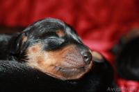 Щенки цвергпинчера (карликового пинчера) - Изображение #3, Объявление #1075734