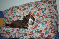 Щенки-лапули в дар - Изображение #3, Объявление #1082515