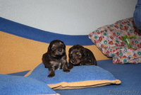 Щенки-лапули в дар - Изображение #4, Объявление #1082515