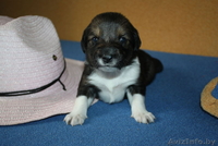 Щенки-лапули в дар - Изображение #2, Объявление #1082515