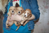 Щенки-лапули в дар - Изображение #1, Объявление #1082515