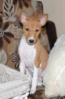 СРОЧНО!!!!! Продаются щенки БАСЕНДЖИ.  - Изображение #1, Объявление #1081887