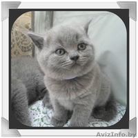 британские котики - Изображение #1, Объявление #1081285