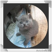 британские котики - Изображение #2, Объявление #1081285