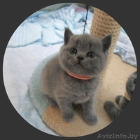 британские котики - Изображение #3, Объявление #1081285