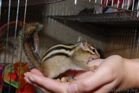 Продажа Бурундучков - Изображение #2, Объявление #1078603