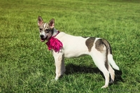 Щенок - полулаечка в ДАР!!! - Изображение #2, Объявление #1077945