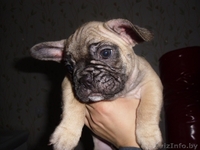 Замечательные щенки французского бульдога с родословной - Изображение #5, Объявление #1088301