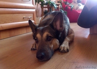 В добрые руки собака Серж! - Изображение #1, Объявление #1092346