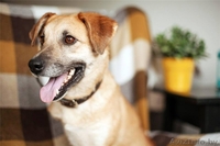 Трогательная собака Апельсинка в добрые руки - Изображение #4, Объявление #1091449