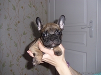 Замечательные щенки французского бульдога с родословной - Изображение #3, Объявление #1088301