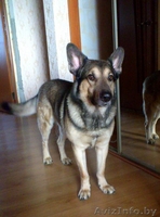 В добрые руки собака Серж! - Изображение #3, Объявление #1092346