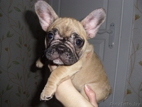 Замечательные щенки французского бульдога с родословной - Изображение #4, Объявление #1088301