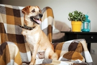 Трогательная собака Апельсинка в добрые руки - Изображение #1, Объявление #1091449