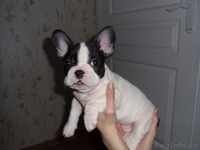 Замечательные щенки французского бульдога с родословной - Изображение #2, Объявление #1088301