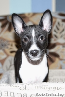  Продаются щенки БАСЕНДЖИ. - Изображение #2, Объявление #1084221