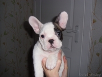 Замечательные щенки французского бульдога с родословной - Изображение #1, Объявление #1088301