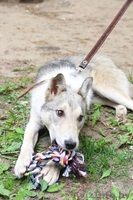 Метис лайки в дар! - Изображение #2, Объявление #1091142