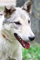 Метис лайки в дар! - Изображение #4, Объявление #1091142