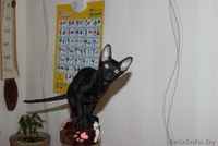 котенок корниш рекс - Изображение #3, Объявление #1084016