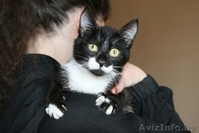 Котенок Маркиз окраса «маркиз» в дар - Изображение #1, Объявление #1094740